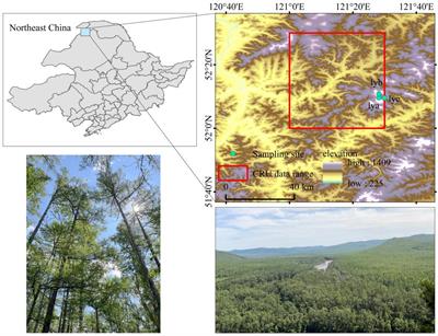 Reconstruction of NDVI based on Larix gmelinii tree-rings during June–September 1759–2021